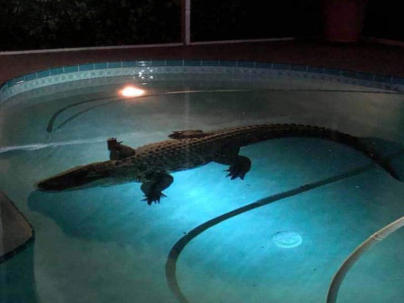 Finding an alligator in your pool is entirely possible in Florida.