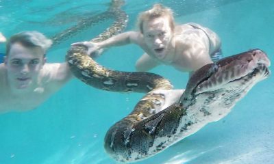 Animals In The Pool - Jake Paul Actually Wants Giant Snakes In His Swimming Pool