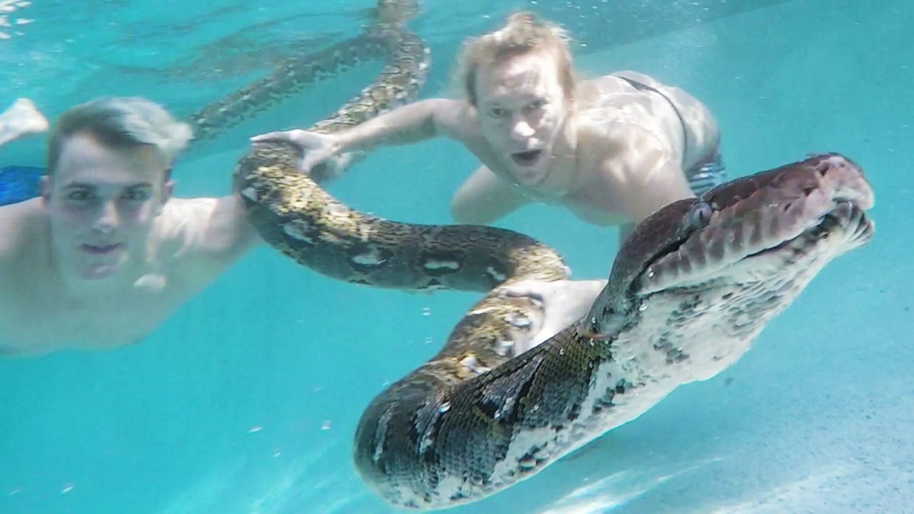 Animals In The Pool - Jake Paul Actually Wants Giant Snakes In His Swimming Pool