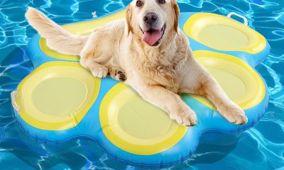 Pool dog videos -This Pool Has Gone To the Dogs