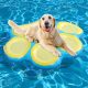 Pool dog videos -This Pool Has Gone To the Dogs