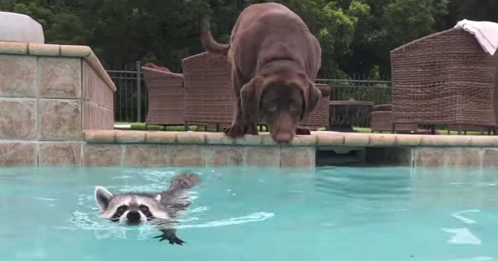 Animals in the pool - raccoons, squirrels, frogs, lizards, birds are the most common.