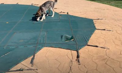 Viral Video Shows How Destructive Dogs Can Be To Pool Covers
