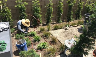 Drip Irrigation in Landscaping around the Pool Area - Grant Smith