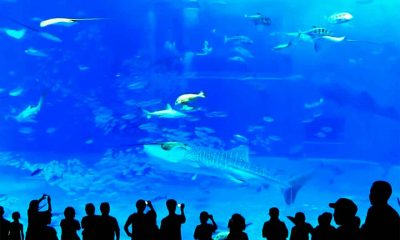 Flash Photography Kills Tuna Fish at Aquarium