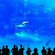 Flash Photography Kills Tuna Fish at Aquarium