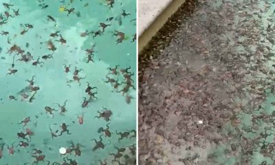 Thousands of Frogs Invade Aussie Mans Pool