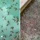Thousands of Frogs Invade Aussie Mans Pool