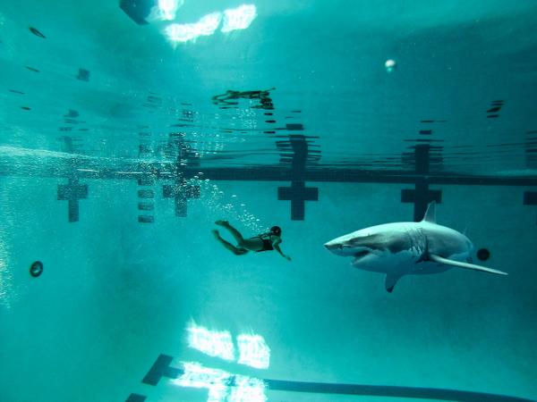 Finding a shark in the pool isn't very likely.