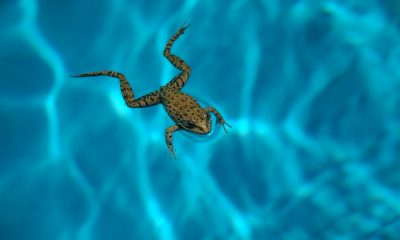 Keep frogs out of the swimming pool with these helpful hints