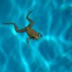 Keep frogs out of the swimming pool with these helpful hints