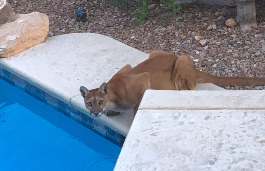 Animals in the pool - cougars and mountain lions are naturally drawn to water.