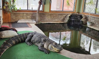 Pet Alligator Kept in Pool Seized By Authorities
