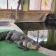 Pet Alligator Kept in Pool Seized By Authorities