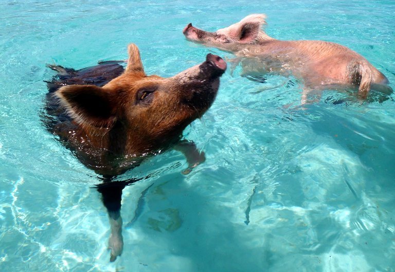Swimming with the pigs actually sounds kind of fun.