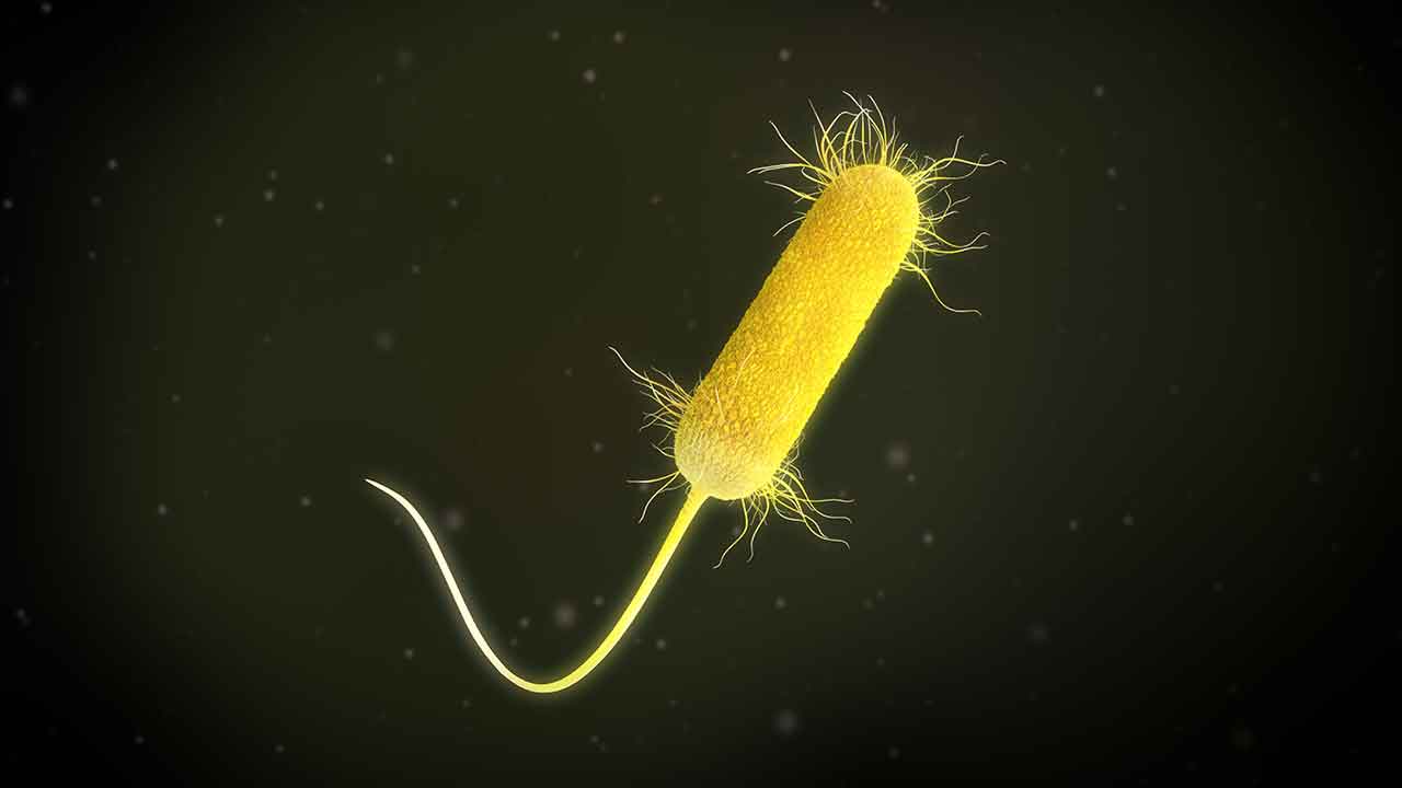 Pseudomonas, an Emerging Threat in Swimming Pool Diseases