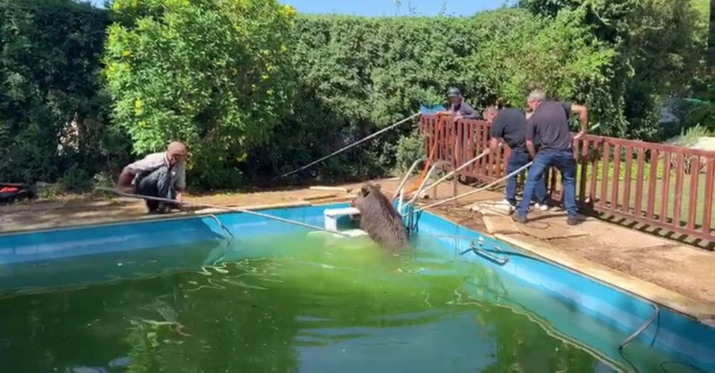 Boars and wild pigs can get trapped in your pool.